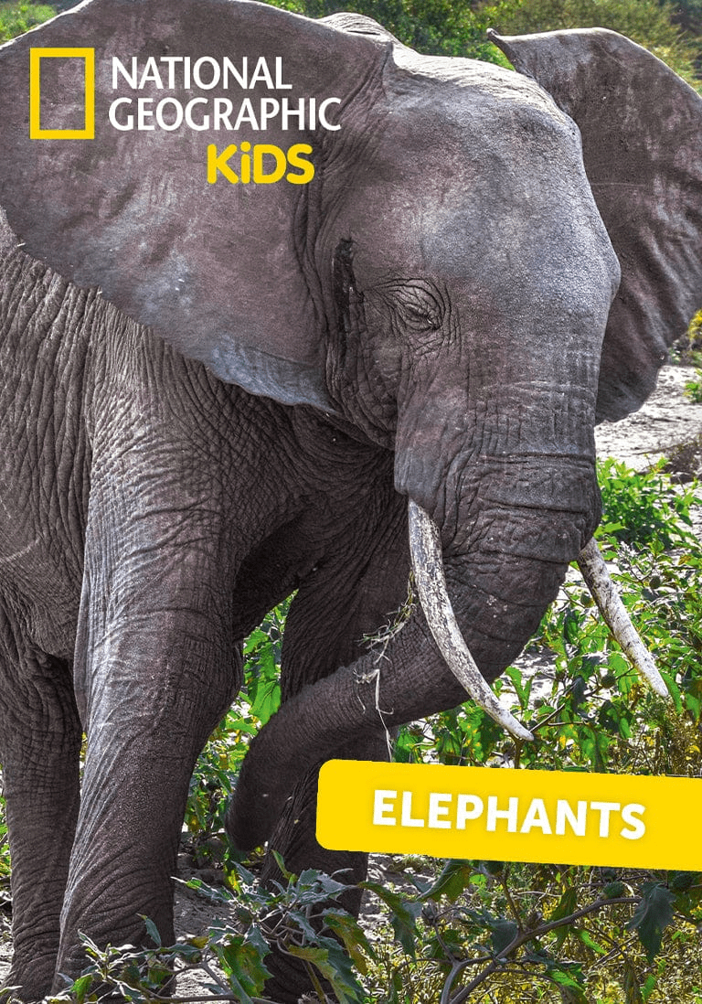 National Geographic Kids Elephants Tonie Audio Character